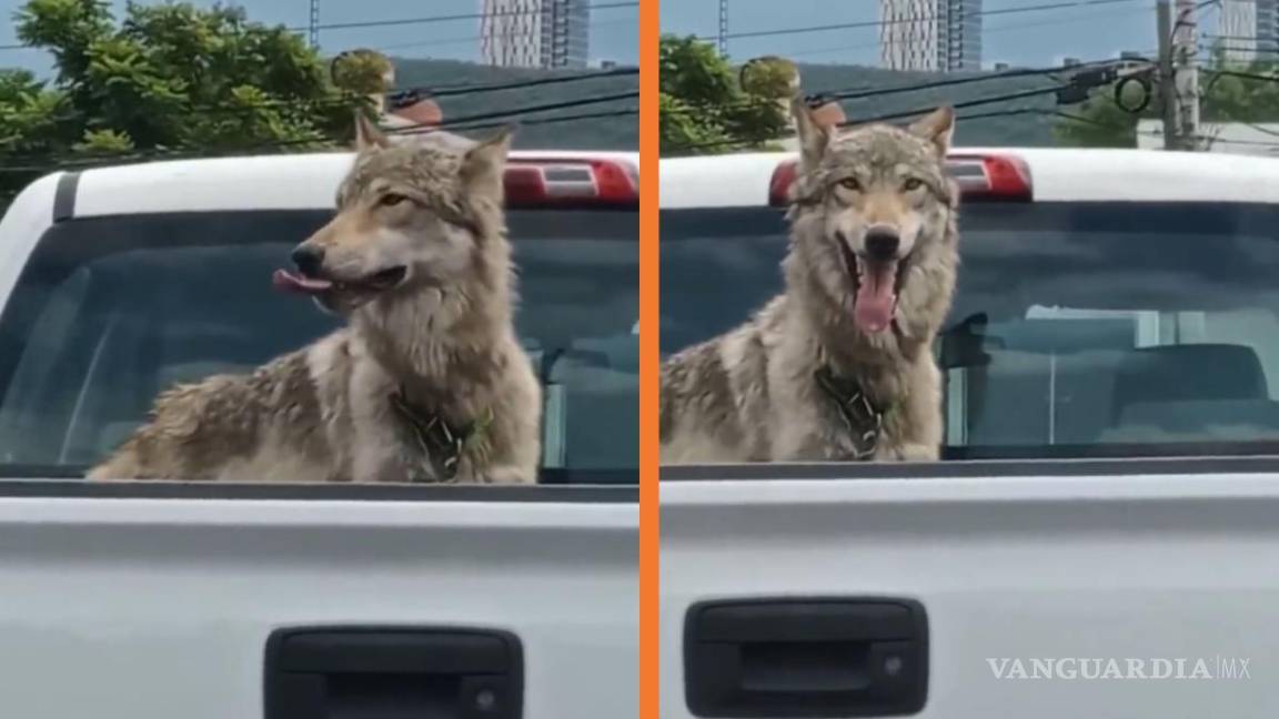 Un lobo domesticado: Conductor viaja con ejemplar mexicano en calles de Monterrey (video)