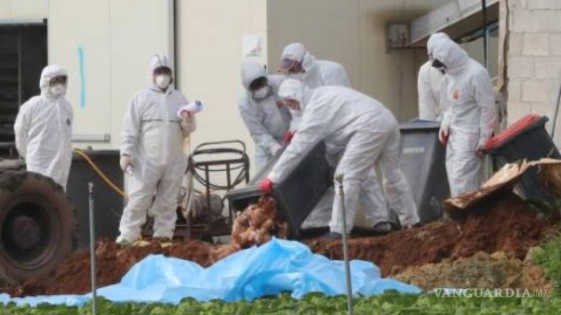 Sacrifican 326 mil aves en Japón al detectar casos de gripe aviar