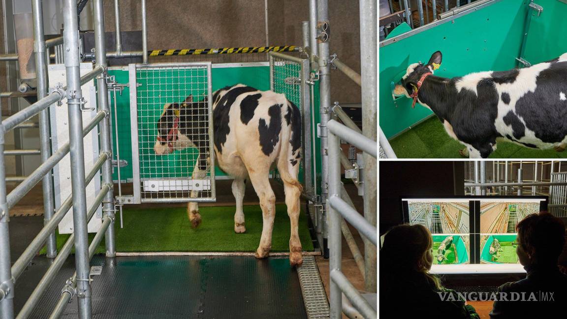 Vacas aprenden a ir al baño para reducir las emisiones de gases de efecto invernadero