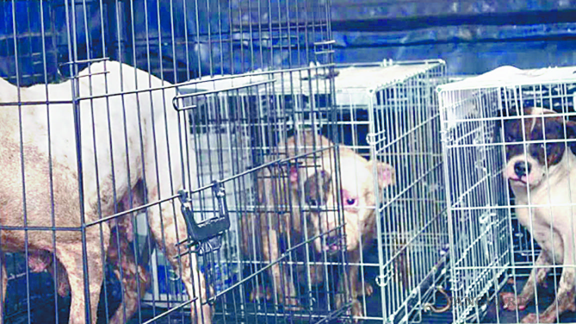Rescatan a 9 perros utilizados en actos de zoofilia en CDMX