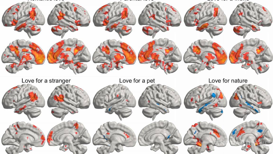 $!Una imagen representa un promedio estadístico de cómo los distintos tipos de amor activan distintas regiones del cerebro.