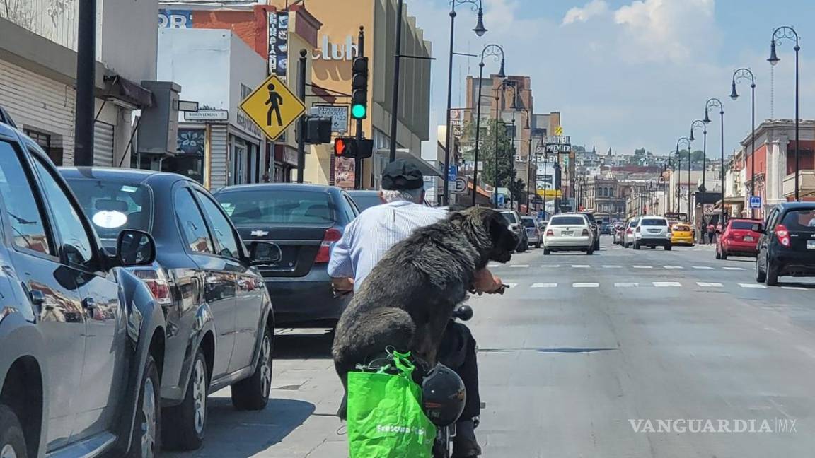 Captan otro perrito ‘motociclista’ en centro Histórico de Saltillo (Foto)