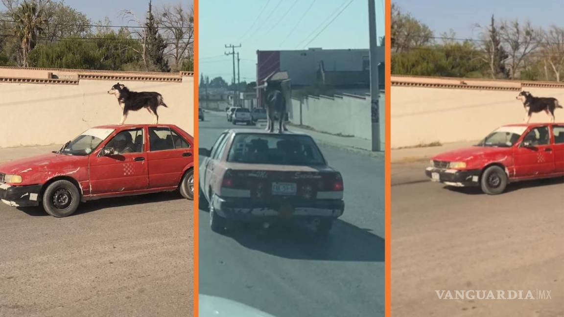 Exhiben a conductor que viaja con ‘lomito’ sobre el techo de su auto en Saltillo (video)