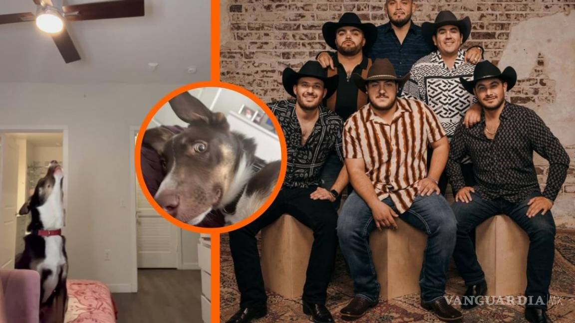 ¿El perro bélico? ‘Lomito’ de Torreón reacciona a canciones de Grupo Frontera en TikTok (video)