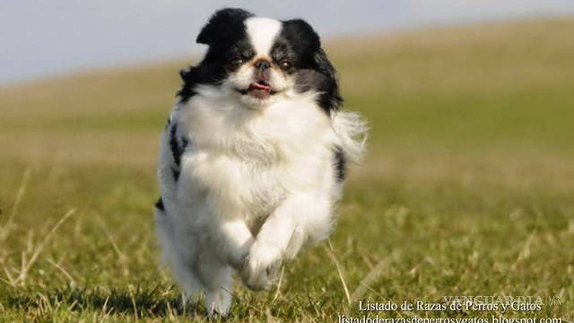 $!Los peores perros para los niños (parte 2)