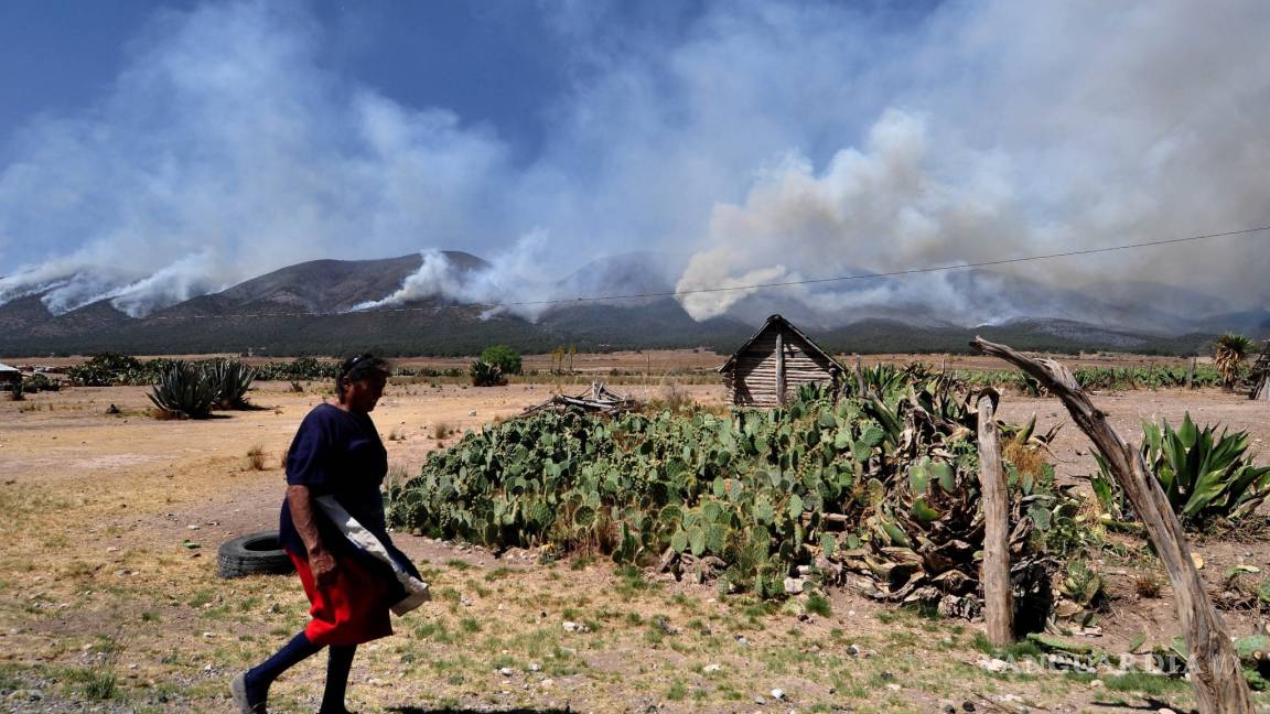 Mínima reforestación en sierras de Coahuila dañadas por fuego; solo se ha rescatado el 19.6%