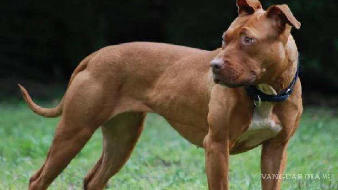 Feroz ataque de perro pitbull deja a niña de cinco años en Saltillo luchando por su vida