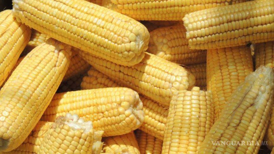 Sigue aumentando la dependencia de maíz importado