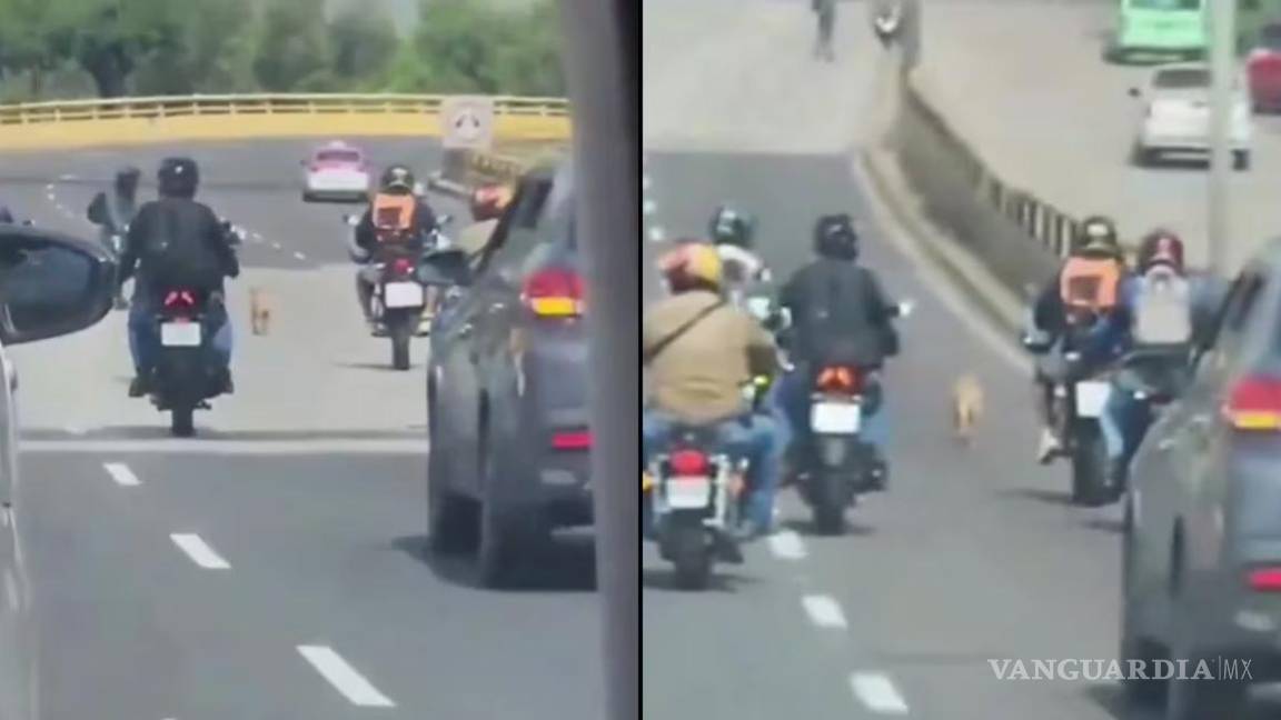 Motociclistas escoltan a ‘lomito’ que corría por vialidad de Ciudad de México (VIDEO)