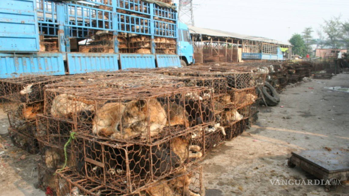 China prohíbe criar perros en las granjas para su consumo humano por la pandemia del coronavirus