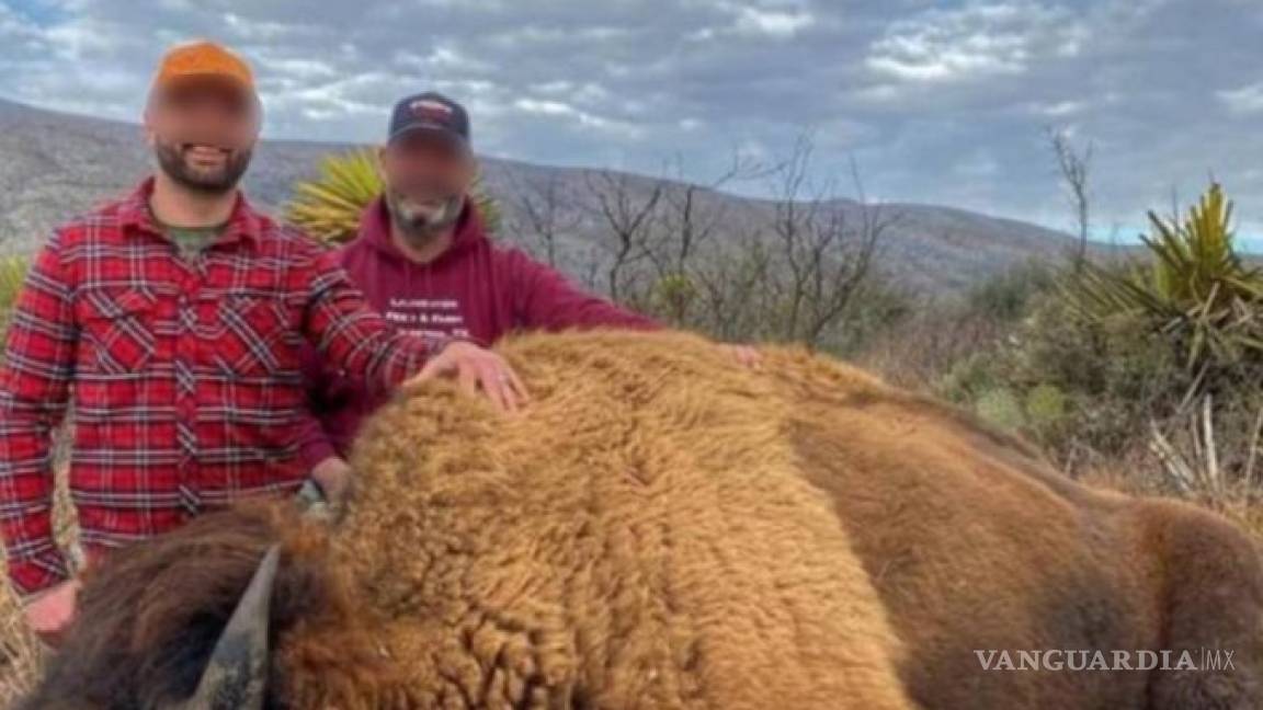 Cazar bisontes en Coahuila cuesta 153 mil pesos