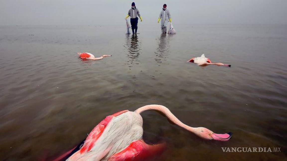 ‘La amarga muerte de los pájaros’ es la foto ganadora del Concurso Ambiental 2022