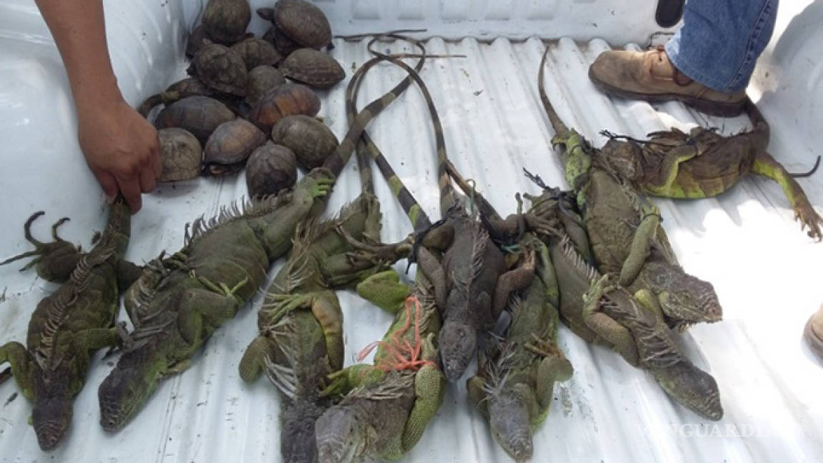 Profepa rescata a 17 tortugas y 9 iguanas en Chiapas
