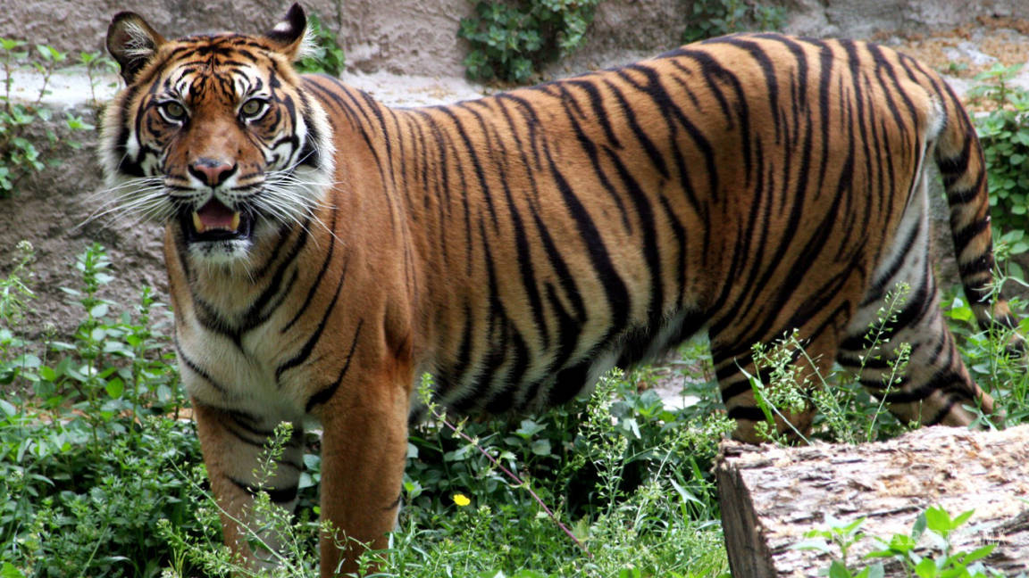 Tigre mata a trabajadora en una plantación en Indonesia