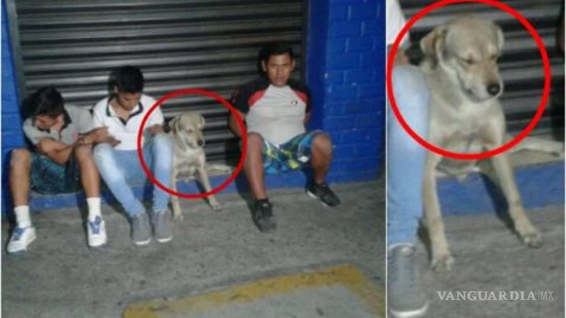 Caen 3 jóvenes y su mascota por robo; perro sorprende con cara de arrepentimiento