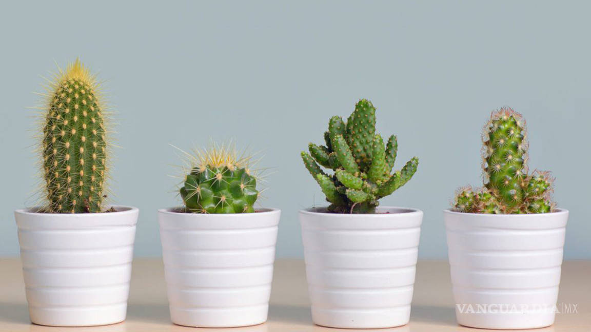 Entre cactus y suculentas, las plantas ideales para dar vida a tu hogar