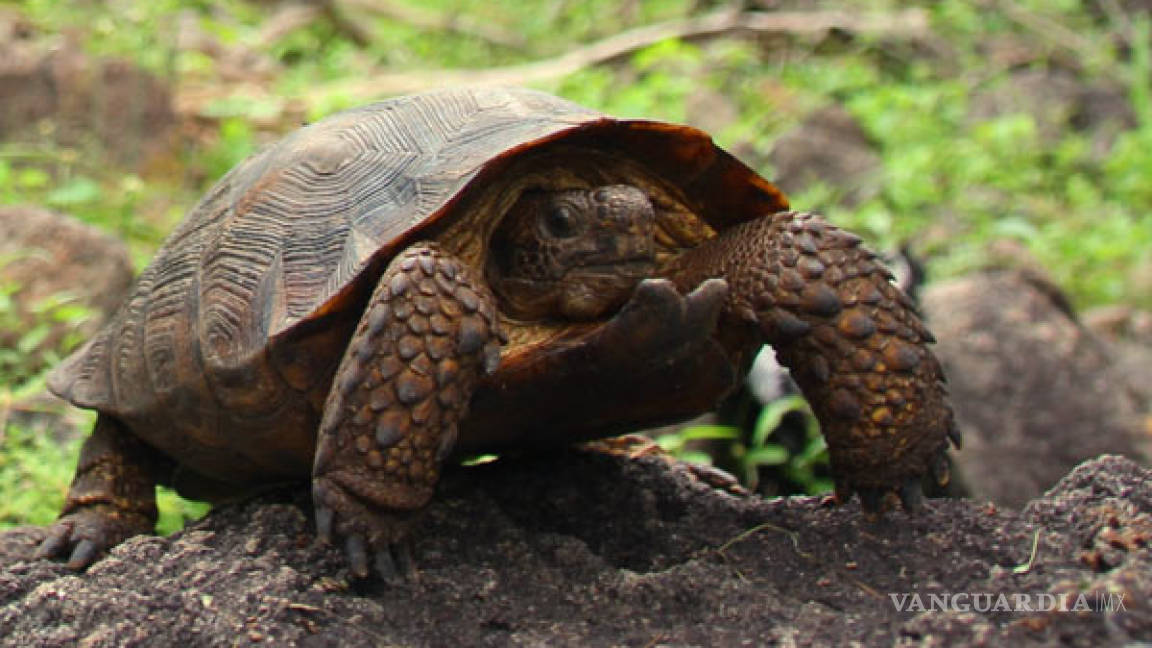 Descubren nueva especie de tortugas en desierto de Sonora y Sinaloa
