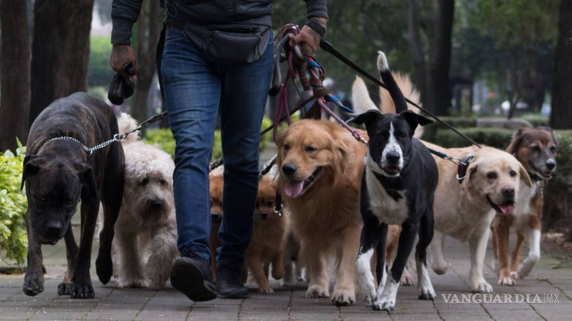 Dueños de perros serán sancionados por ladridos en Francia