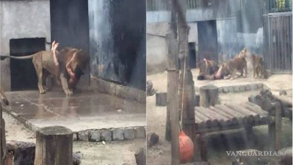 $!Hombre buscaba suicidarse en jaula de leones en zoológico