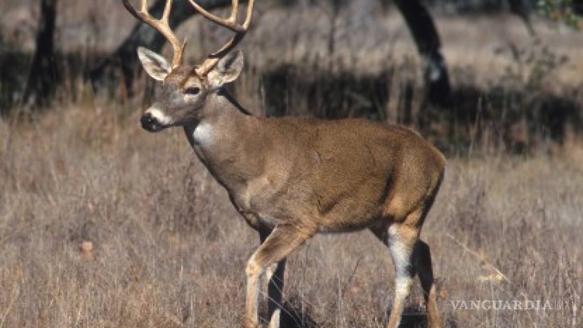 ¡Increíble! Venado sobrevive tras impacto violento de patrulla (VIDEO)