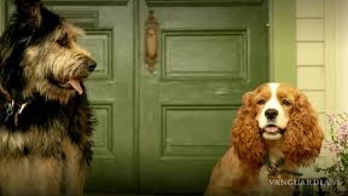 El es ‘Monte’ el perrito callejero que protagonizará ‘La Dama y el Vagabundo’ en live- action