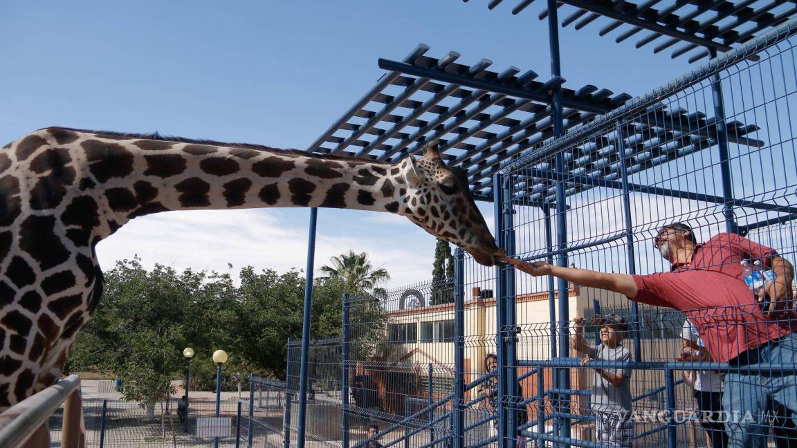 ¡Hogar, dulce hogar! La jirafa Benito explora su nueva casa y sale bien de salud