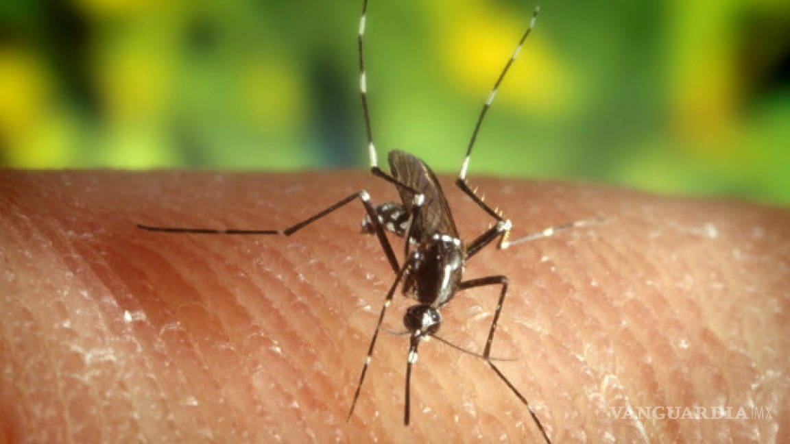 Detectan nueva cepa de zika; podría desatar epidemia en Brasil