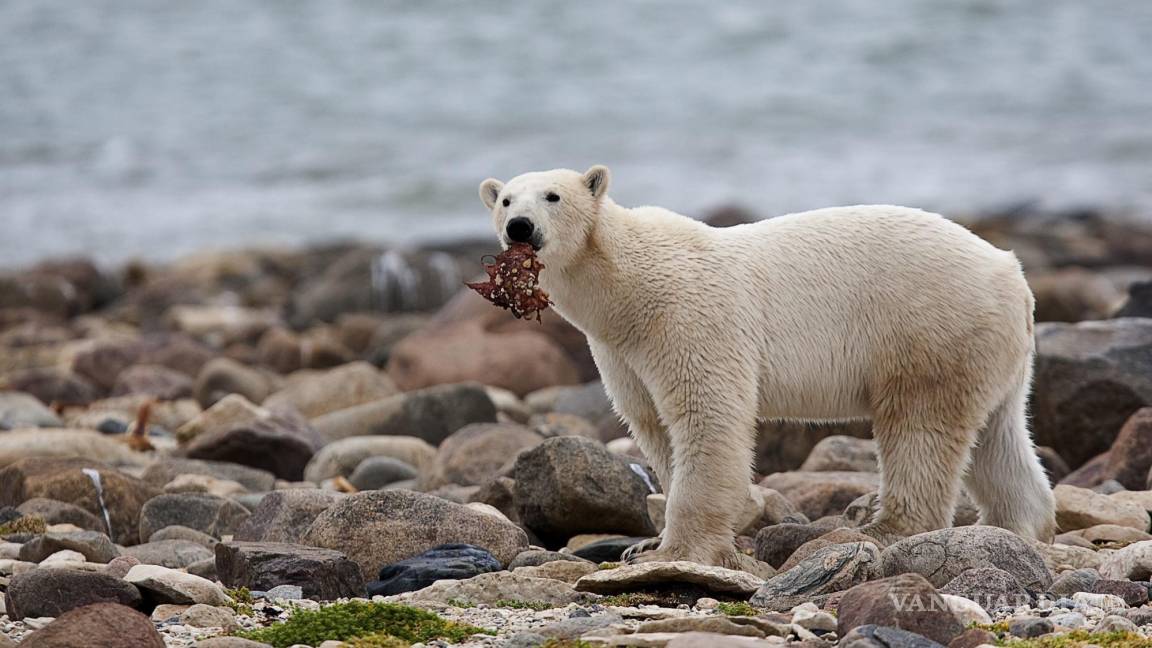 En riesgo de morir de inanición los osos polares si el verano ártico se alarga