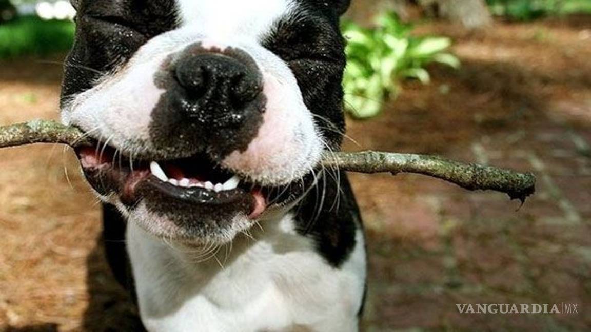 $!Cinco cosas que crees que le gustan a tu perro... pero no