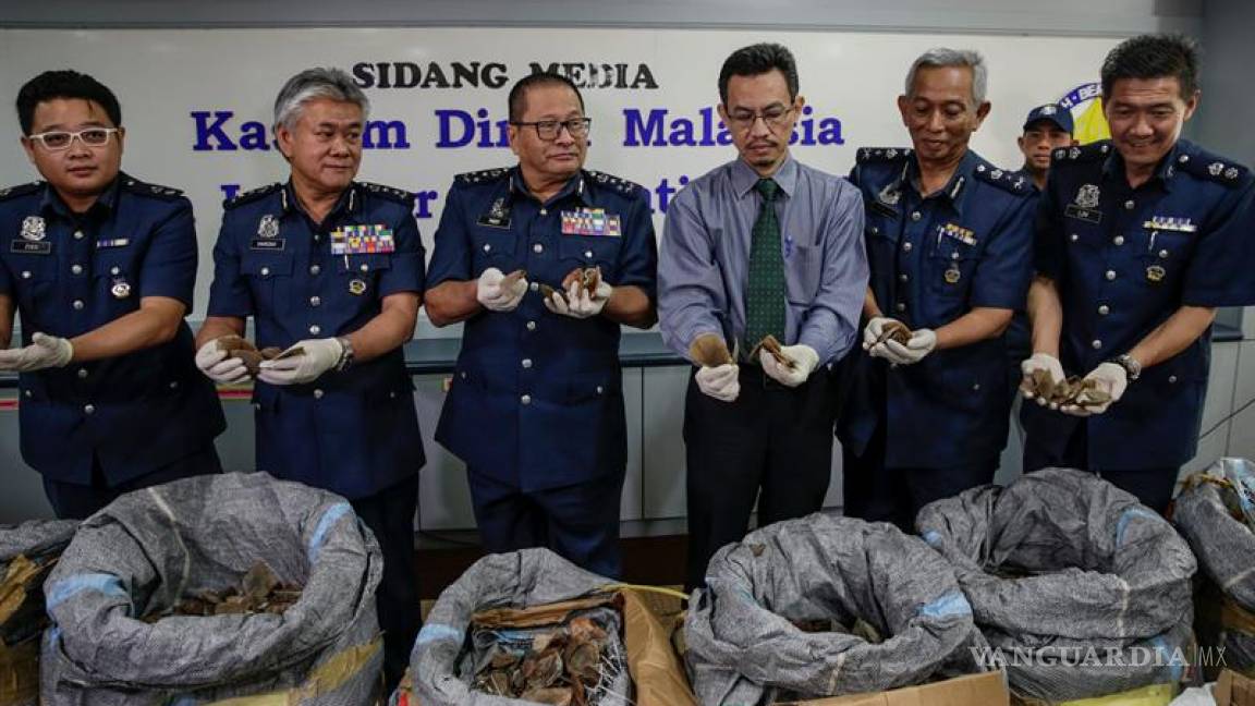 Confiscan en Malasia carne de pangolín valorada en 2.1 mdd