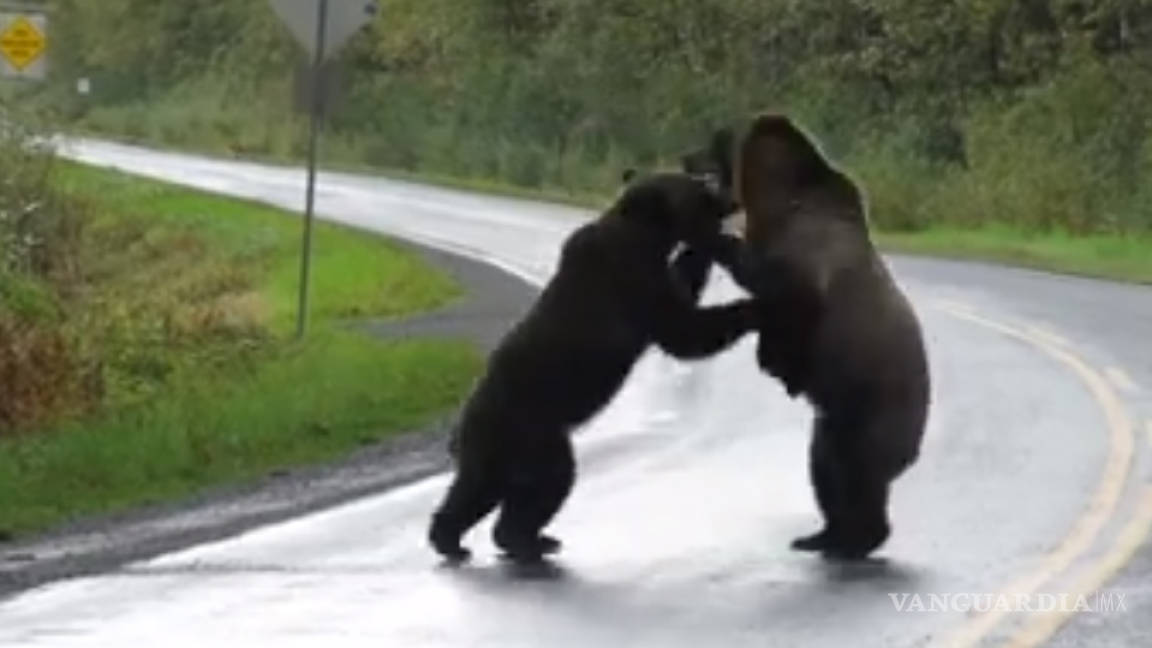 Graban salvaje pelea de osos en una carretera de Canadá