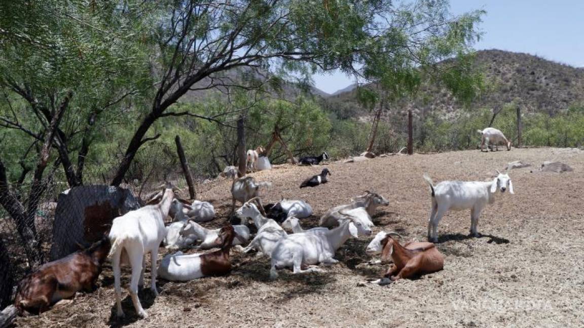 Aumenta producción ganadera y lechera en Coahuila pese a sequía