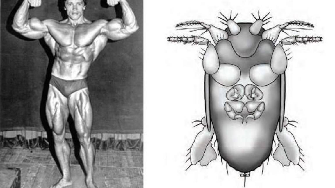 Bautizan a la mosca más pequeña del mundo con el nombre de Schwarzenegger