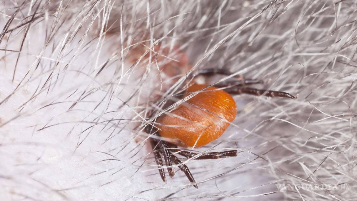 Aplican campaña contra las garrapatas en Monclova