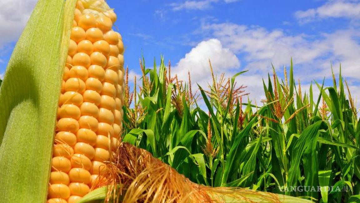 Se dispara 63% la importación de maíz