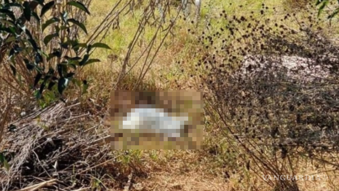 ¿Santería? Alerta hallazgo de cabra decapitada en Huixquilucan