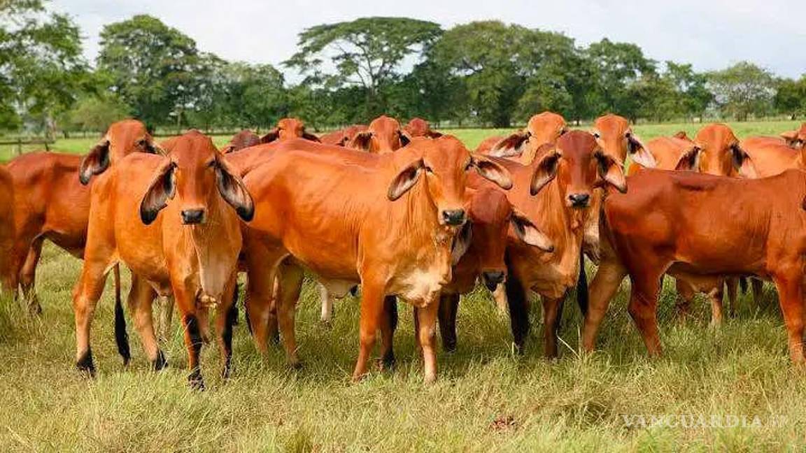 Envían ganaderos de Coahuila decálogo a la Secretaría de Agricultura, para acabar con el gusano barrenador