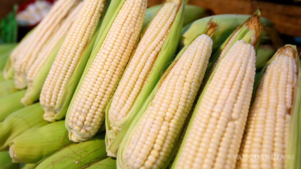 Canadá, como EU, también va contra México por maíz transgénico