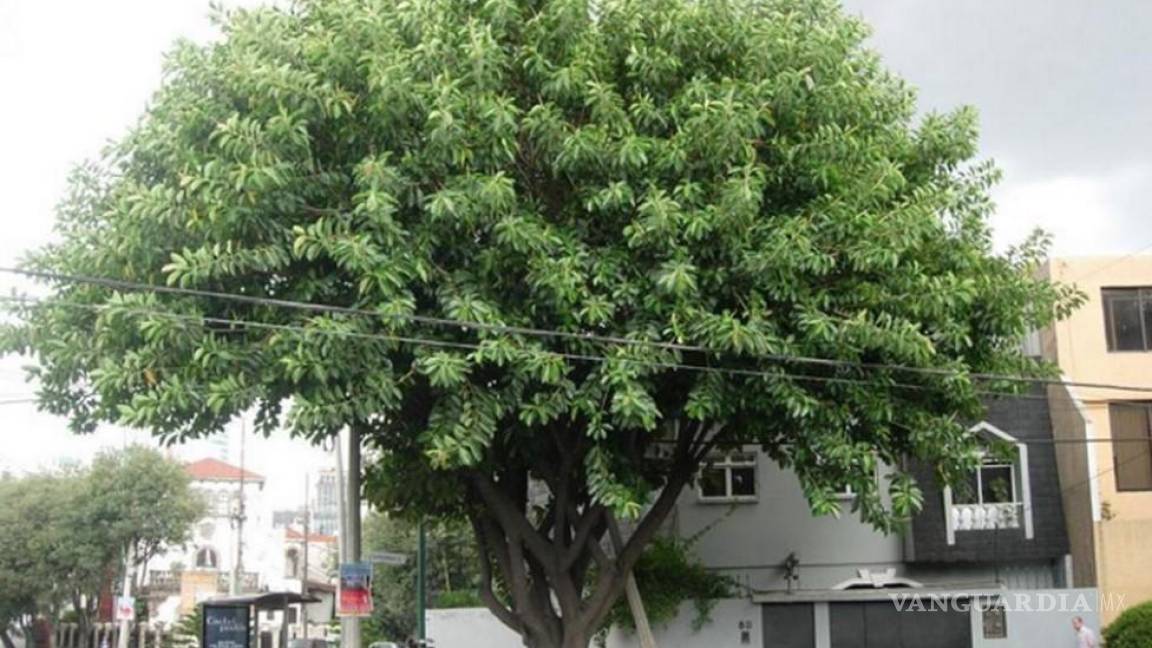 Cobran cárteles de la droga ‘impuesto’ por árbol en Tamaulipas