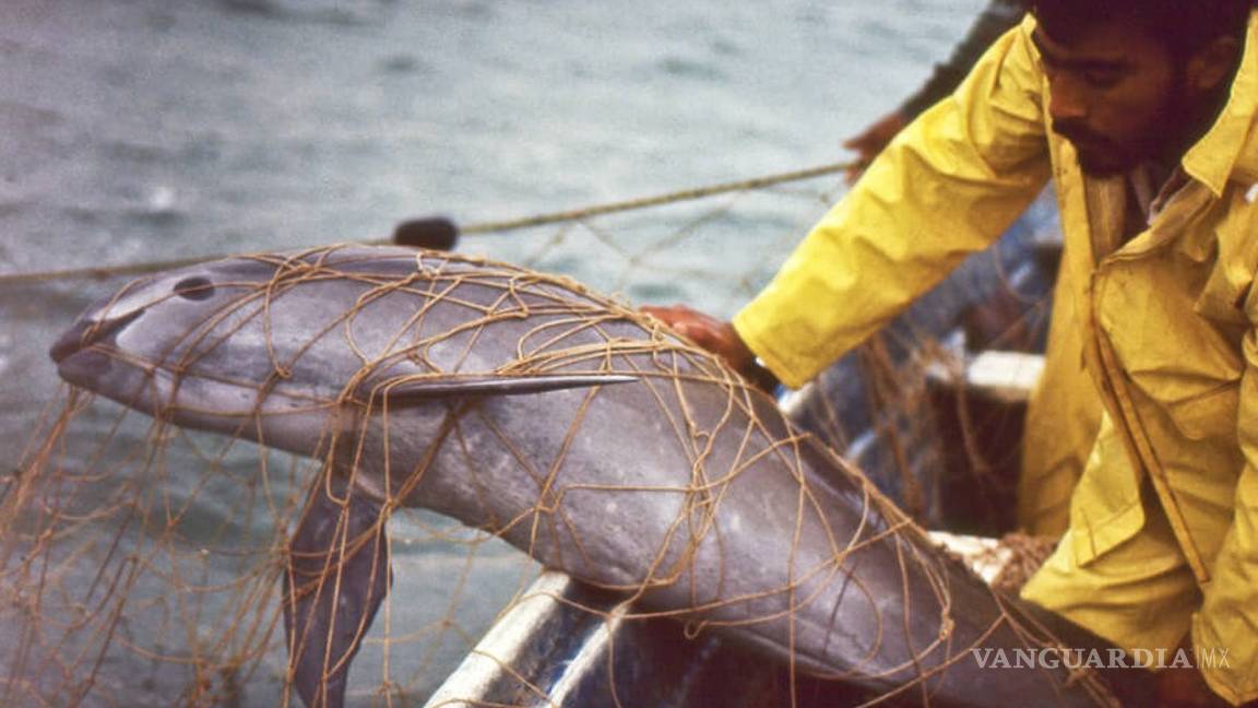 $!Clonación sería última esperanza para la vaquita marina