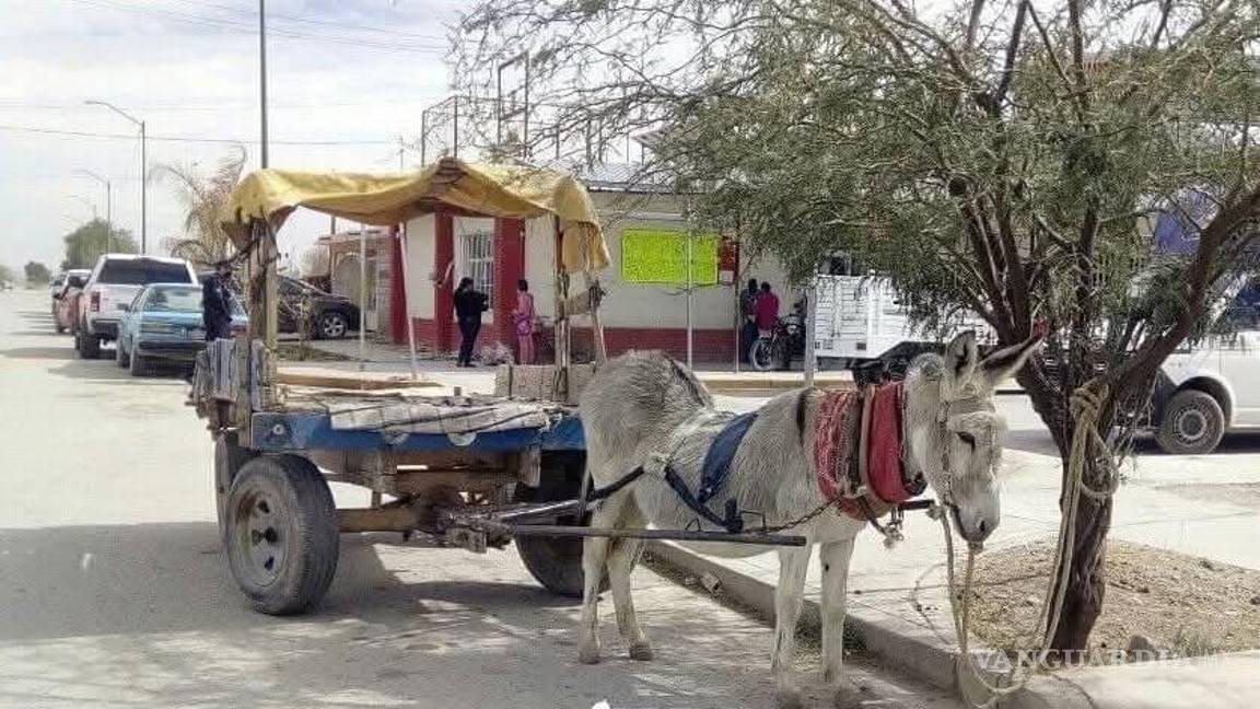 $!Activistas laguneros instan a frenar el uso de caballos y burros como medio de carga urbana.