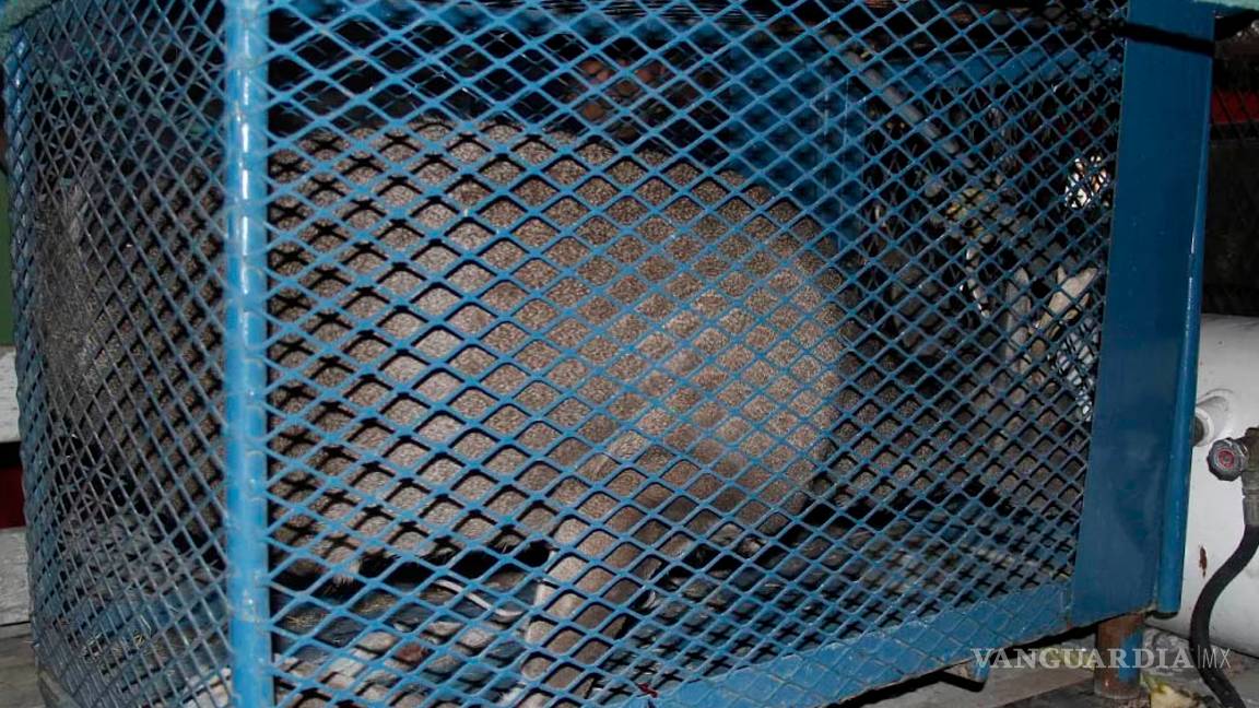 $!Venado se mete a casa en la colonia Misión Cerritos de Saltillo