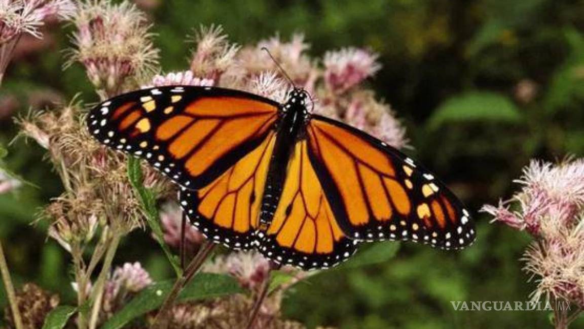 ¿Lo sabías? Esta semana comienzan a llegar mariposas Monarca a Coahuila