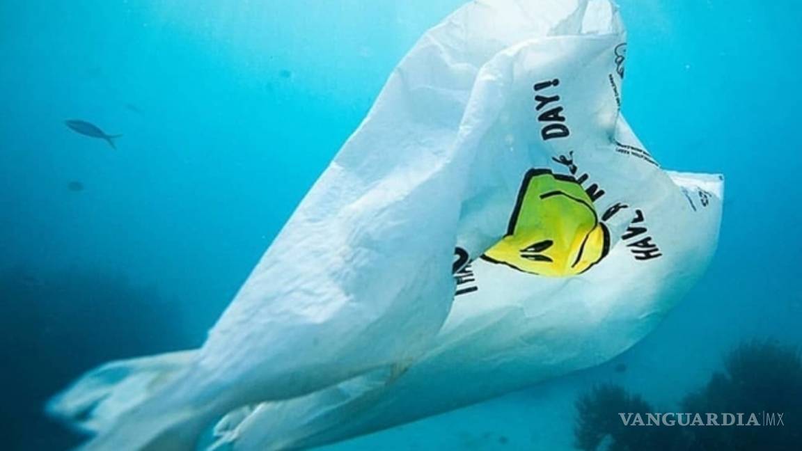 $!¡Larga vida al mar!: Crean bolsa que en el agua se convierte en comida para peces