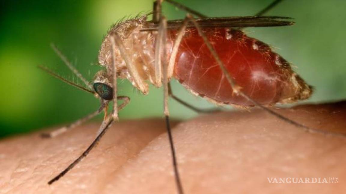 El virus del Zika puede combatir tumores cerebrales