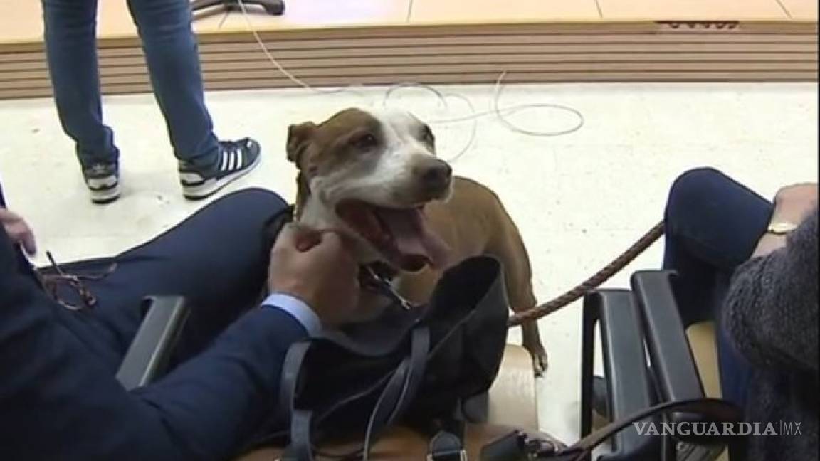 Milagros, una perra asiste como testigo a un juicio en España