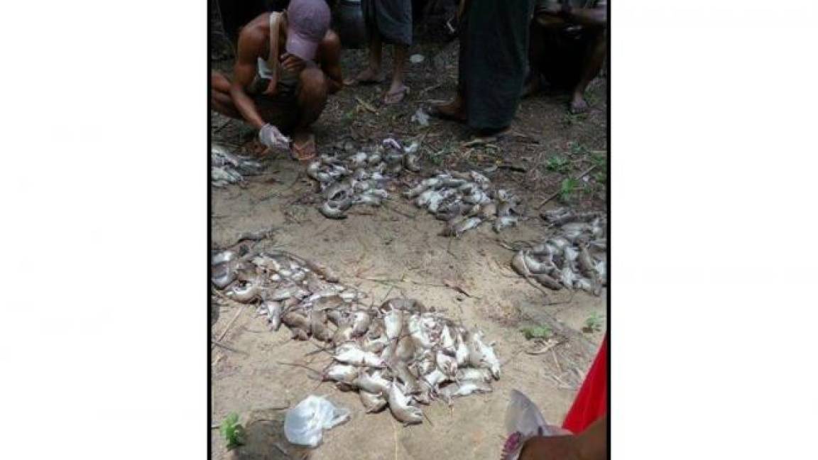 Miles de ratas invaden aldeas de isla de Birmania