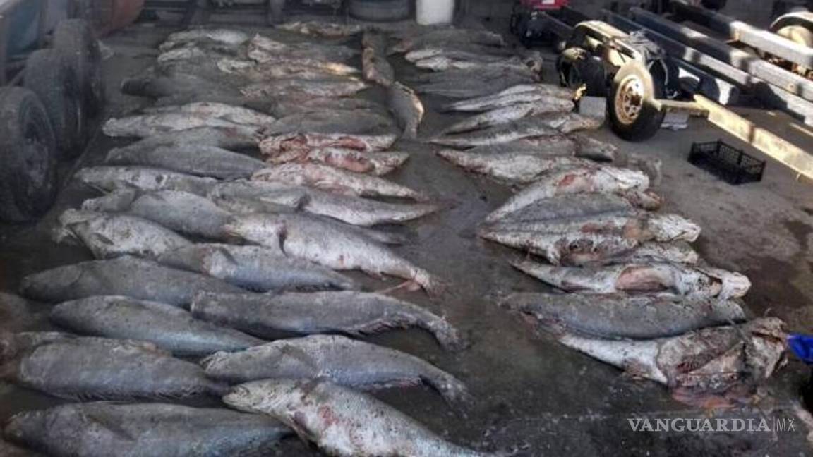 $!¿Qué hace el cártel de la Totoaba? grupo que amenazó al periodista Carlos Loret de Mola