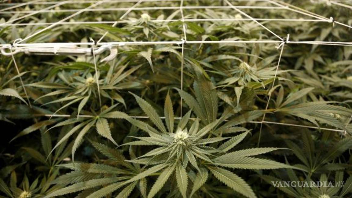 $!Las ventajas de regular las drogas en México, según expertos