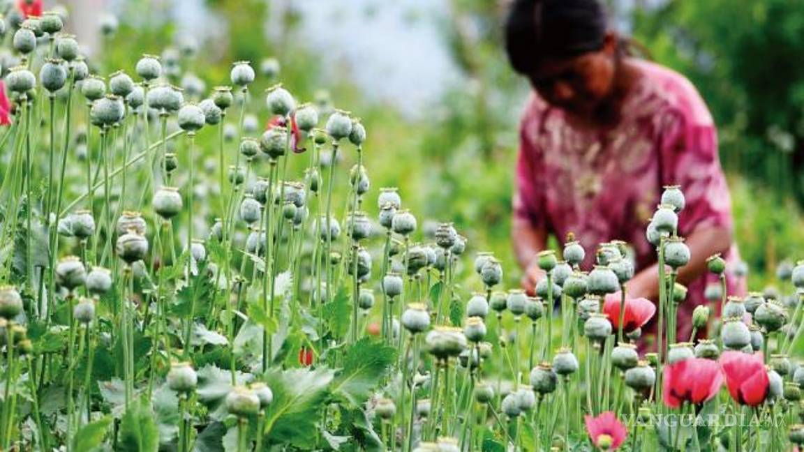 $!Diez cárteles en guerra por controlar la amapola producida en Guerrero